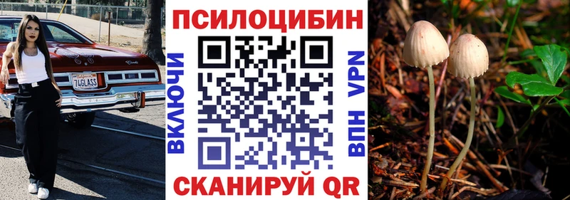 Купить  Рудня  Галлюциногенные грибы Psilocybe 